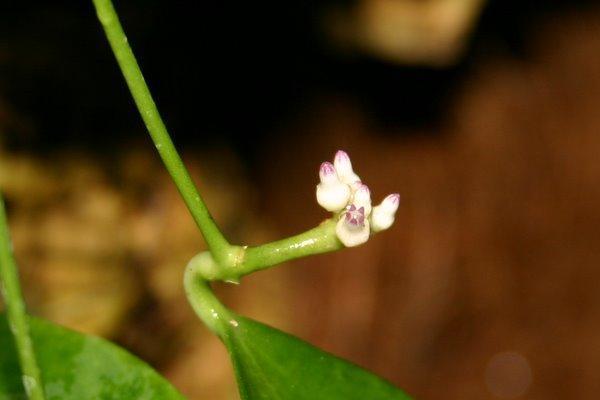 http://www.cloudjungle.com/cloudjungle/Asclepiadaceae/Dischidia/dischidia fructiculosa flower.jpg 